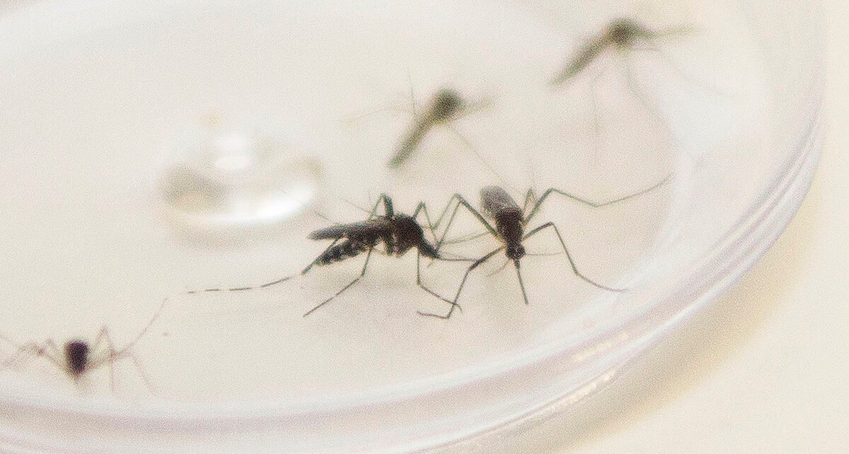 Casos De Dengue Disparam No Paraná Veja Como Combater O Mosquito Ilha News 