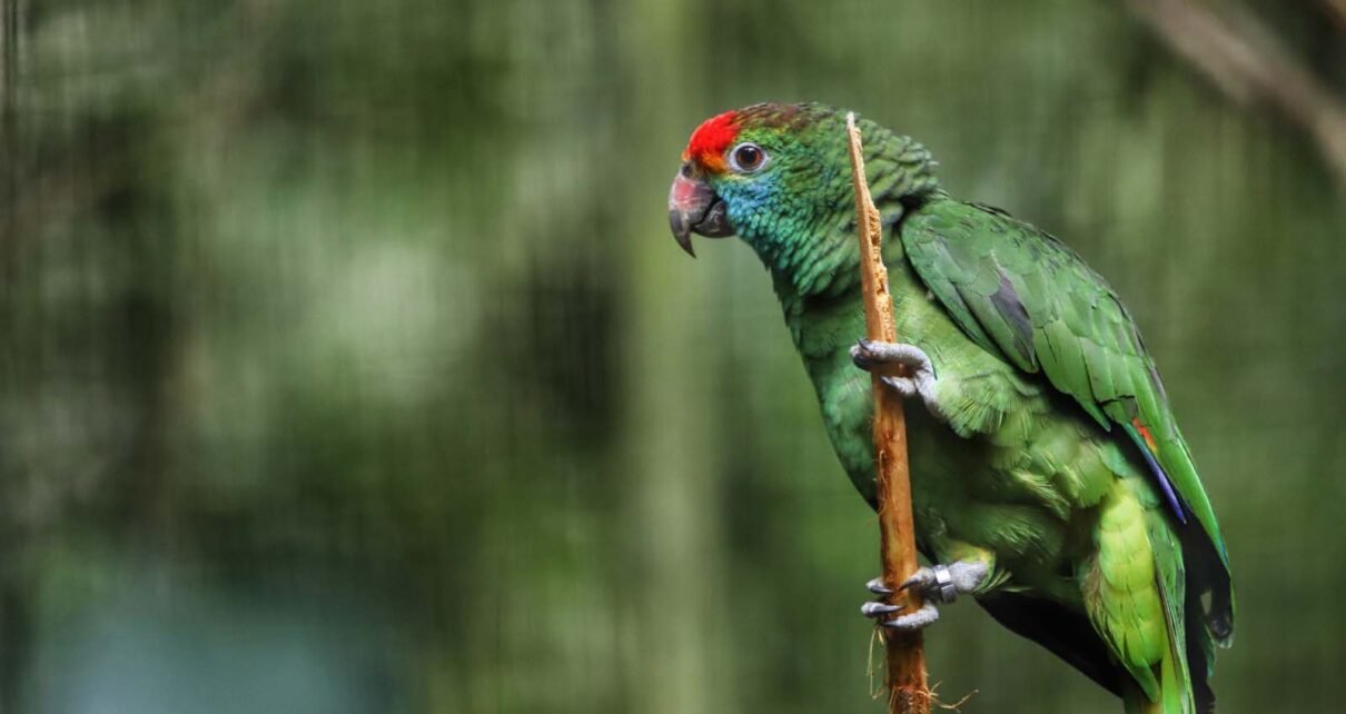 Passarinhada: IAT promove caminhada para observação de aves na Ilha do ...